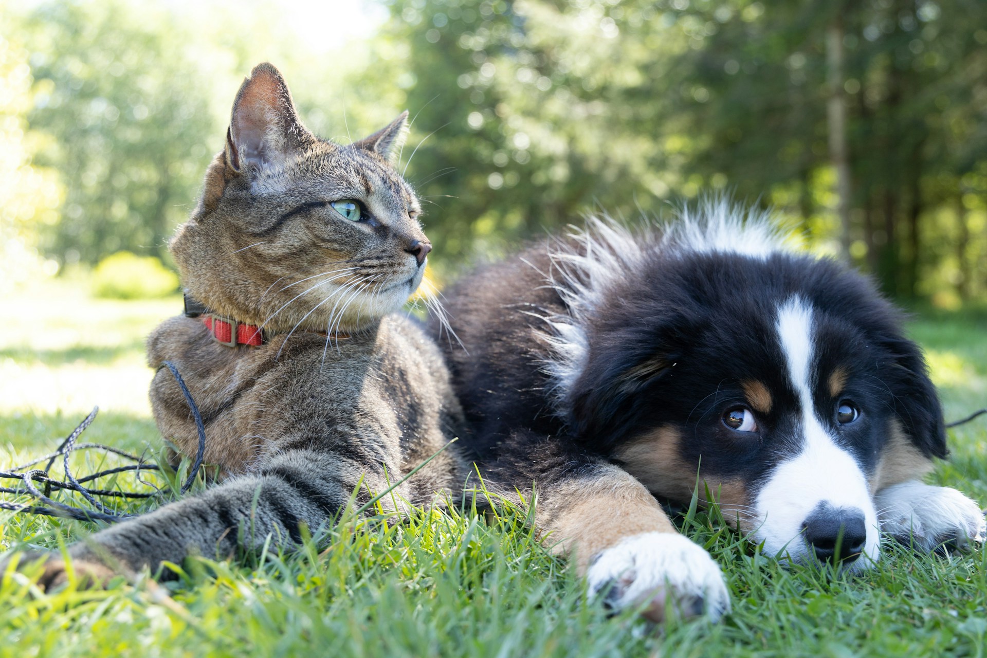 Organizzazione degli animali domestici -Casa Poetica